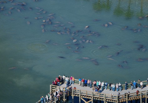 From the eye of Eagle 8. Hundreds of manatees gather at the TECO power plant in Apollo Beach, Florida.